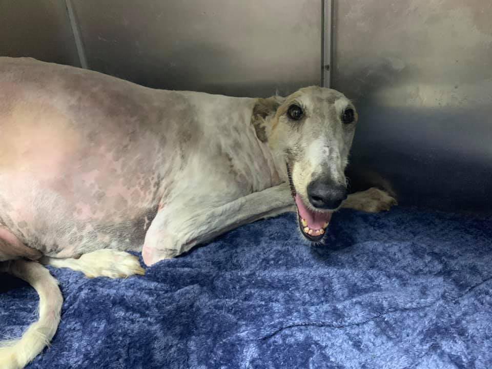 Lady (Borzoi) | Candy's Hound Rescue International