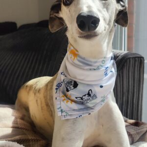 Greytunite 4 dog bandana